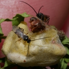 Unidentified Parasitic wasp (numerous families) at Freshwater Creek, VIC - 31 Mar 2023 by WendyEM