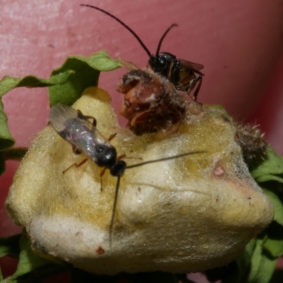 Unidentified Parasitic wasp (numerous families) at WendyM's farm at Freshwater Ck. - 1 Apr 2023 by WendyEM