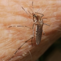 Aedes sp. (genus) (Mosquito) at WendyM's farm at Freshwater Ck. - 7 Apr 2023 by WendyEM