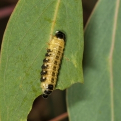 Paropsis atomaria at Hawker, ACT - 27 Mar 2024