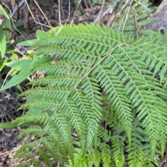 Calochlaena dubia (Rainbow Fern) at Brindabella National Park - 18 May 2024 by NedJohnston