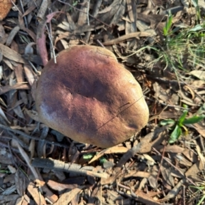 zz bolete at University of Canberra - 15 May 2024 08:35 AM