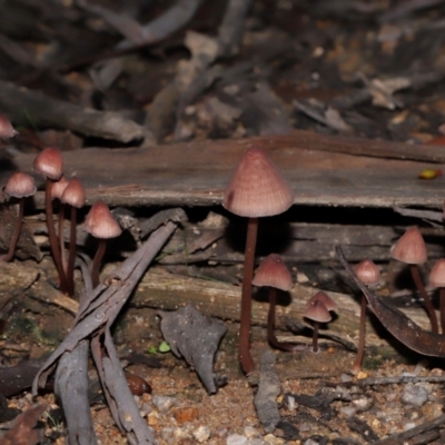 Mycena kuurkacea (Bleeding Mycena) at Tidbinbilla Nature Reserve - 18 May 2024 by TimL