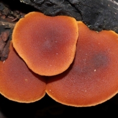 Unidentified Cap on a stem; gills below cap [mushrooms or mushroom-like] at Paddys River, ACT - 18 May 2024 by TimL