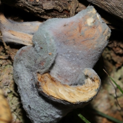 Unverified Moulds at Tidbinbilla Nature Reserve - 18 May 2024 by TimL