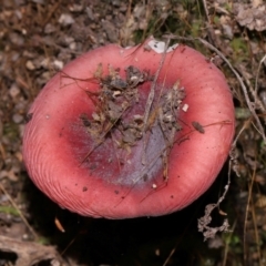 Russula sp. (Russula) at Paddys River, ACT - 18 May 2024 by TimL