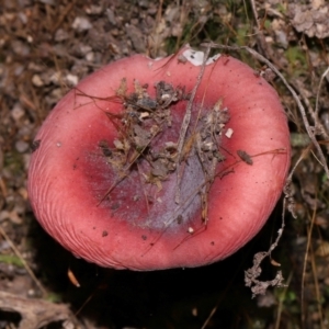 Russula persanguinea at Tidbinbilla Nature Reserve - 18 May 2024 12:06 PM