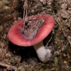 Russula persanguinea at Tidbinbilla Nature Reserve - 18 May 2024 12:06 PM