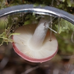 Russula persanguinea at Tidbinbilla Nature Reserve - 18 May 2024 12:06 PM