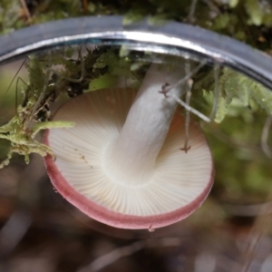 Russula persanguinea at Tidbinbilla Nature Reserve - 18 May 2024 12:06 PM