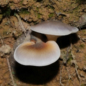 Omphalotus nidiformis at Tidbinbilla Nature Reserve - 18 May 2024 12:05 PM