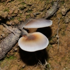 Omphalotus nidiformis at Tidbinbilla Nature Reserve - 18 May 2024 12:05 PM