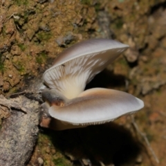 Omphalotus nidiformis at Tidbinbilla Nature Reserve - 18 May 2024 12:05 PM