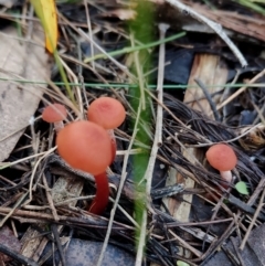 Laccaria sp. (Laccaria) at Bodalla State Forest - 18 May 2024 by Teresa