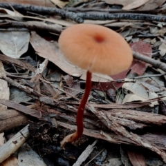 Laccaria sp. (Laccaria) at Bodalla, NSW - 18 May 2024 by Teresa