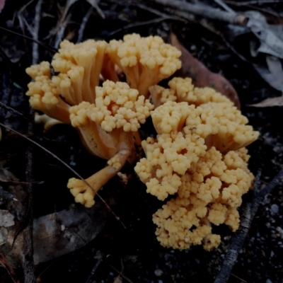 Ramaria capitata var. capitata (Pale cauliflower coral) at Bodalla State Forest - 18 May 2024 by Teresa