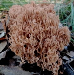 Ramaria sp. (A Coral fungus) at Bodalla State Forest - 18 May 2024 by Teresa