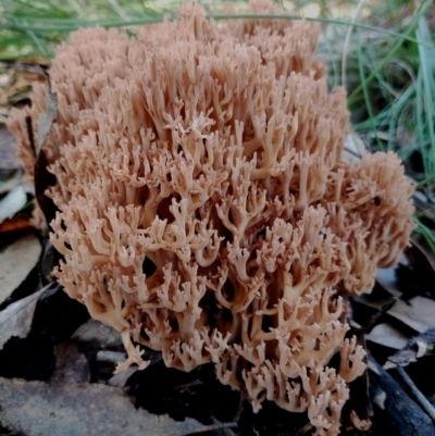 Ramaria sp. (A Coral fungus) at Bodalla State Forest - 18 May 2024 by Teresa