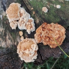 Unverified Other fungi on wood at Eurobodalla National Park - 18 May 2024 by Teresa