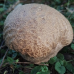 Calvatia sp. (a puffball ) at Eurobodalla National Park - 18 May 2024 by Teresa