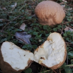 Calvatia sp. at Eurobodalla National Park - 18 May 2024 01:18 PM