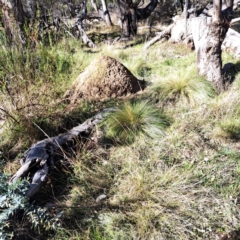 Nassella trichotoma (Serrated Tussock) at Mount Ainslie - 19 May 2024 by abread111