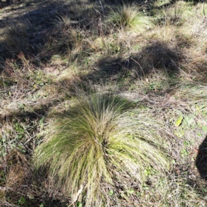 Nassella trichotoma at Mount Ainslie - 19 May 2024