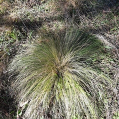 Nassella trichotoma at Mount Ainslie - 19 May 2024