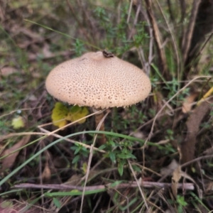 Macrolepiota clelandii at QPRC LGA - 17 May 2024 02:05 PM