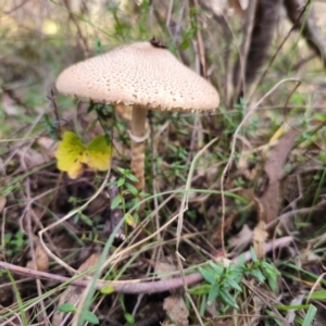 Macrolepiota clelandii at QPRC LGA - 17 May 2024 02:05 PM