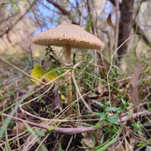 Macrolepiota clelandii at QPRC LGA - 17 May 2024 02:05 PM