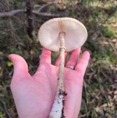 Macrolepiota clelandii at QPRC LGA - 17 May 2024 02:05 PM