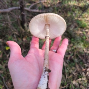 Macrolepiota clelandii at QPRC LGA - 17 May 2024 02:05 PM