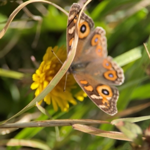 Junonia villida at Ainslie, ACT - 17 May 2024 02:04 PM