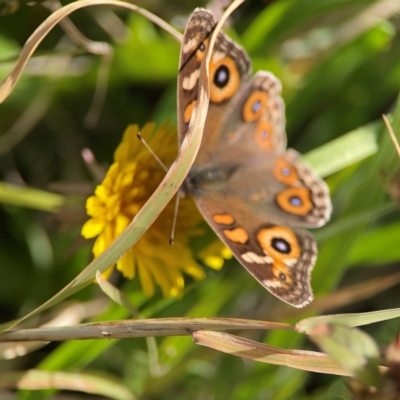 Junonia villida (Meadow Argus) at Ainslie, ACT - 17 May 2024 by Hejor1