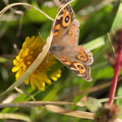 Junonia villida at Ainslie, ACT - 17 May 2024 02:04 PM