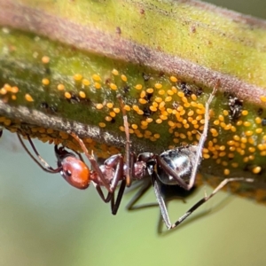 Iridomyrmex purpureus at Ainslie, ACT - 17 May 2024