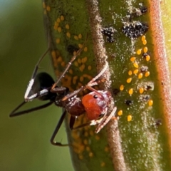 Iridomyrmex purpureus at Ainslie, ACT - 17 May 2024