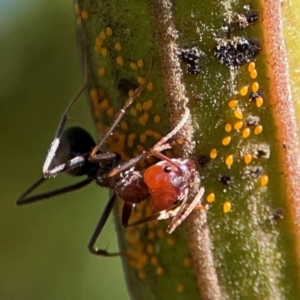 Iridomyrmex purpureus at Ainslie, ACT - 17 May 2024