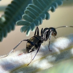 Camponotus aeneopilosus at Mount Ainslie - 17 May 2024