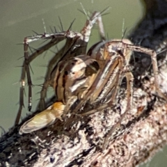 Oxyopes sp. (genus) at Mount Ainslie - 17 May 2024 by Hejor1