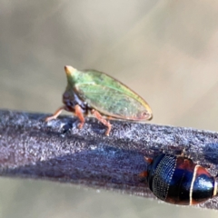 Ellipsidion australe (Austral Ellipsidion cockroach) at Ainslie, ACT - 17 May 2024 by Hejor1