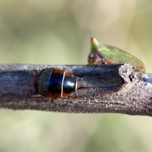 Ellipsidion australe at Ainslie, ACT - 17 May 2024