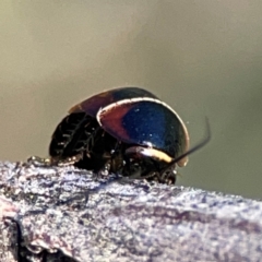 Ellipsidion australe at Ainslie, ACT - 17 May 2024 02:38 PM