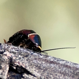 Ellipsidion australe at Ainslie, ACT - 17 May 2024