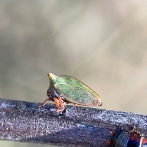 Sextius virescens at Ainslie, ACT - 17 May 2024