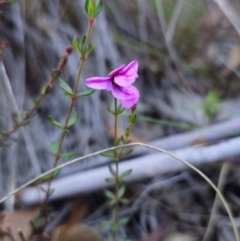 Tetratheca bauerifolia (Heath Pink-bells) at QPRC LGA - 19 May 2024 by Csteele4