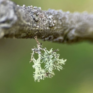 Usnea sp. (genus) at Mount Ainslie - 17 May 2024