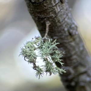 Usnea sp. (genus) at Mount Ainslie - 17 May 2024