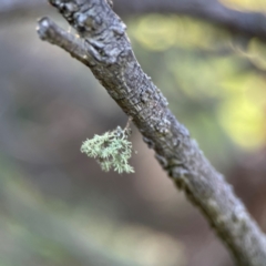 Usnea sp. (genus) at Mount Ainslie - 17 May 2024 02:43 PM